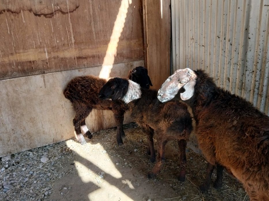 Шаруа саулыкпен токты сатылады