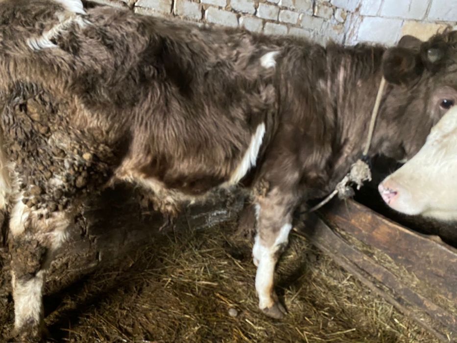 Продам бычки и телка