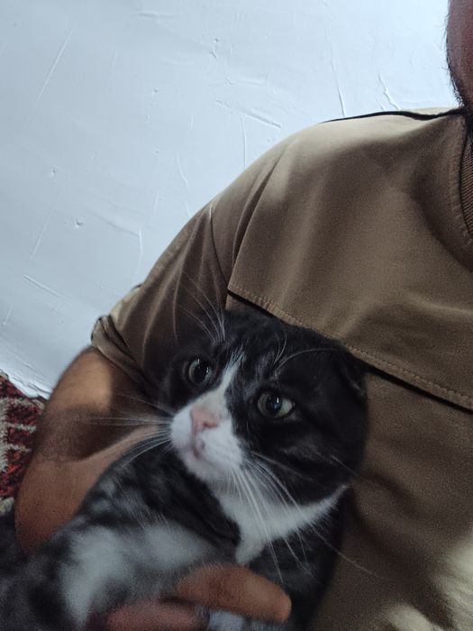 Mushuk scottish toshkenli mushu