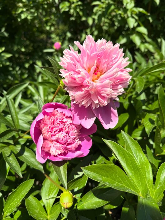 Продам дачу СПП Металлург