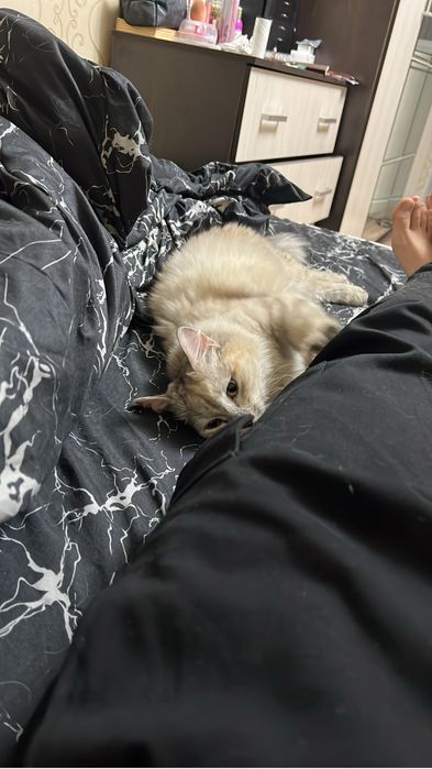 Нашли кошку в Алмагуле