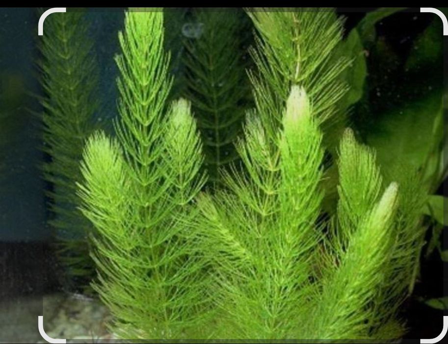 Продам растения для Аквариума