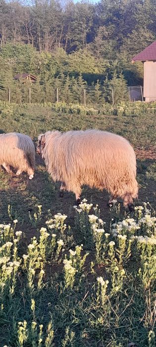 Vand o perche de oi cu un miel