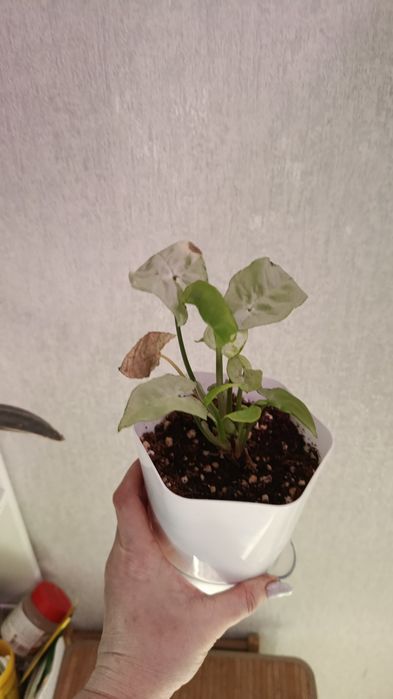 Продам комнатные цветы разные