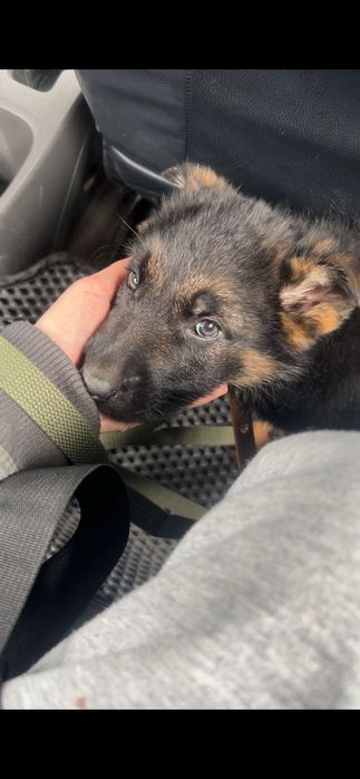 Немецкая Овчарка