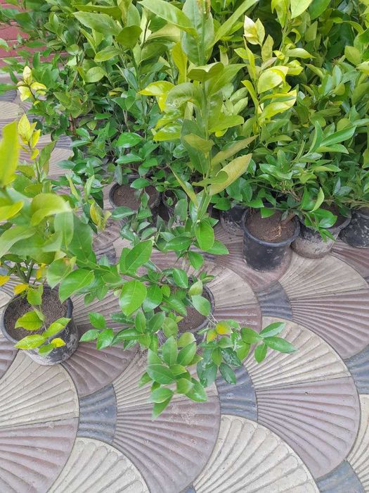 Liimon ko'chatlar sotiladi navi meyer ishonchli