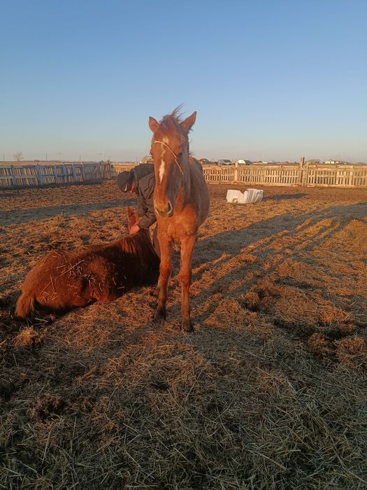 Кобылка годовичок