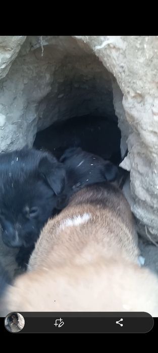 Oxotnik kuchuklari bor 5 dona100mingdan