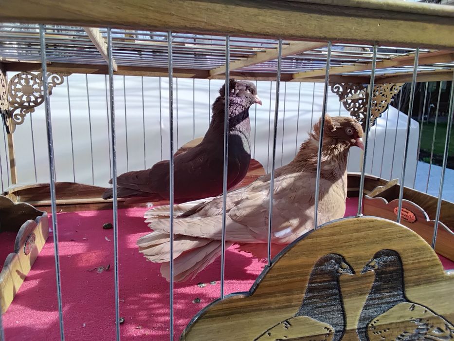 Кабутарлар голуби