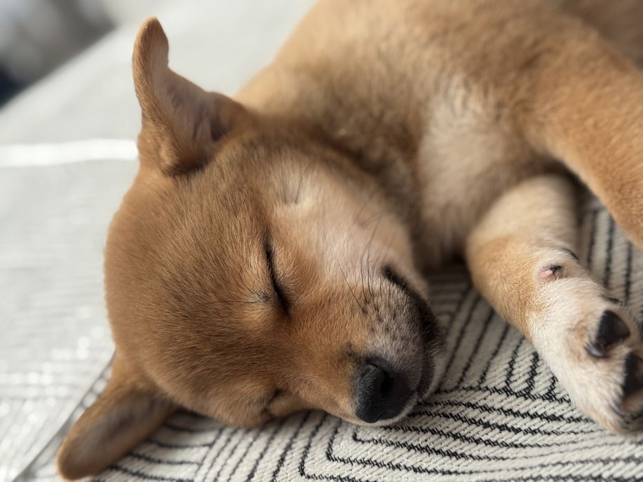 Продаи щенка Сиьа ину