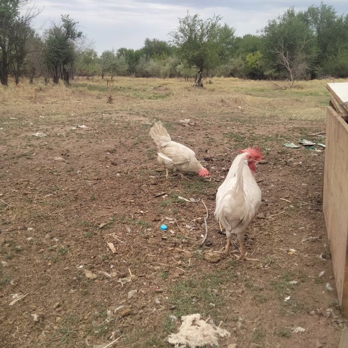 Қораз 3000 Тауық 2000