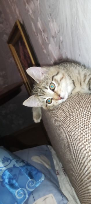 Отдам в добрые руки