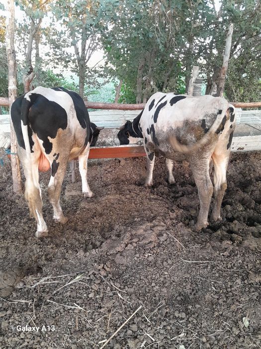 Buxoro viloyati jondor tuman