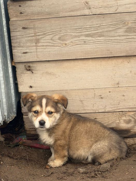 Продам двое щенков