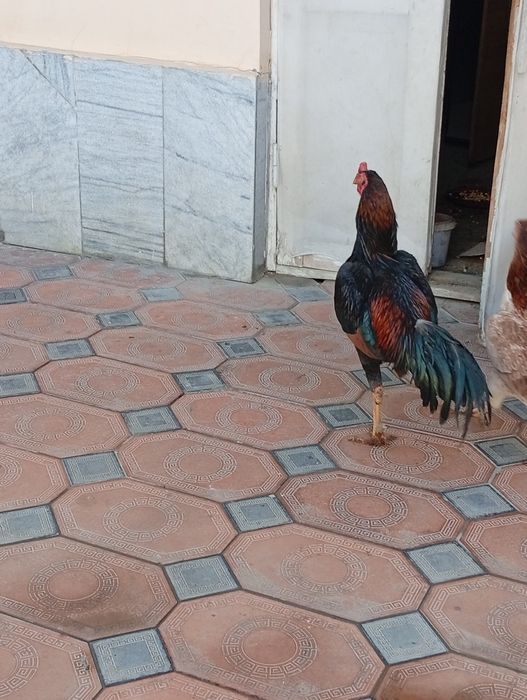 сотилади чисти карес