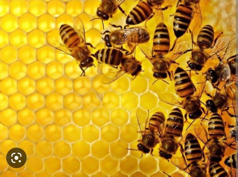 Аsal Arilar oilasi sotiladi