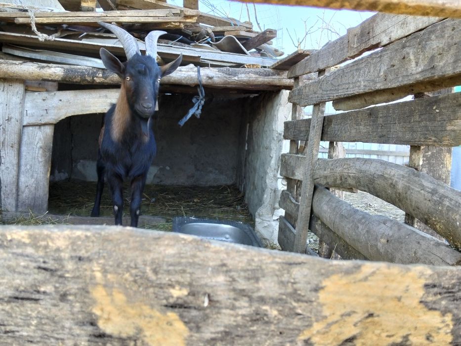 Vând țap francez alpin