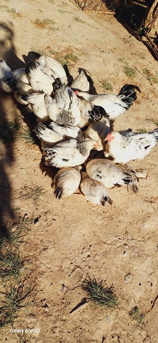 Тауықтар сатылады срочна