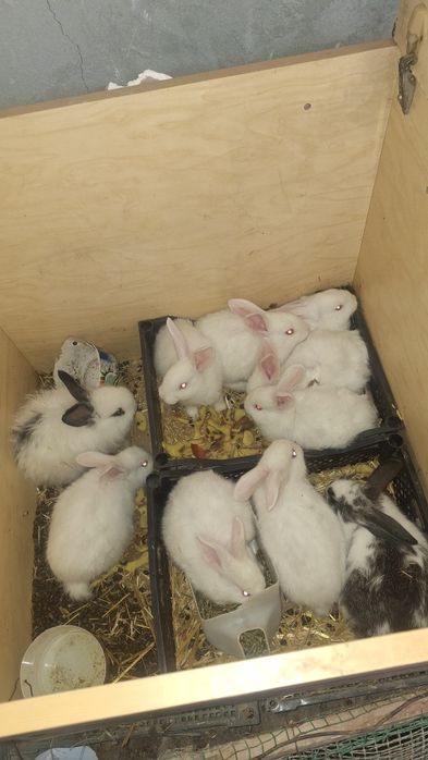 Quyonchalar sotiladi