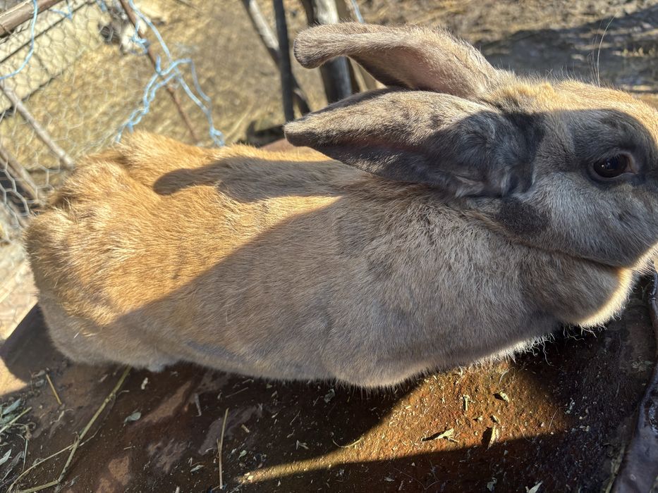 Vand iepuroaica 150 lei