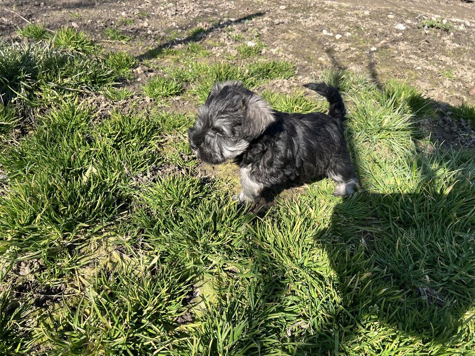 Schnauzer pitic sare si piper