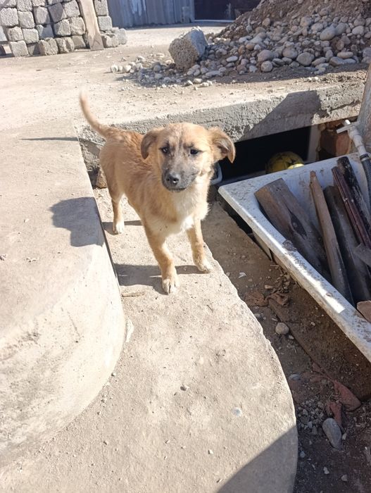 Отдам даром сабак