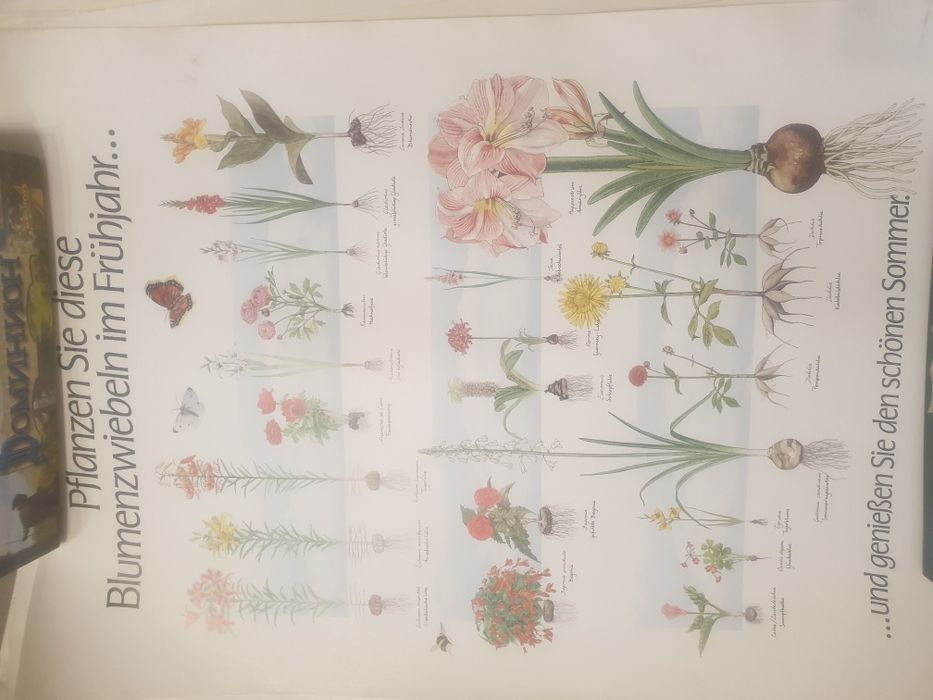 Плакат цветя луковици есен пролет