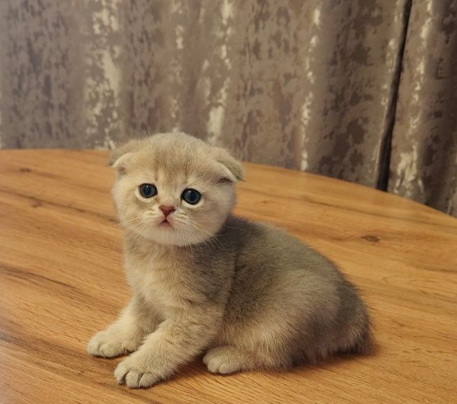 Шиншилла Скоттиш Фолд ay25
