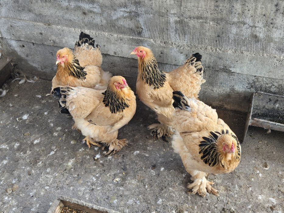 Vând  găini Brahma   și  Cochinchina