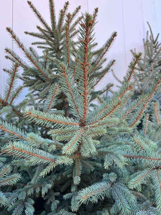 Кухненски шкафове