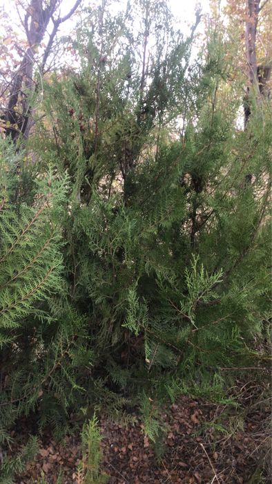 Саженцы туя крыагач