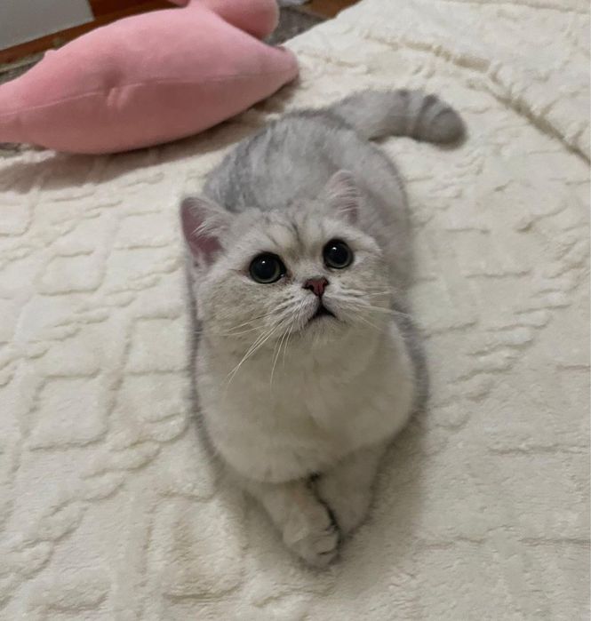 Белый британский-шотландский кот