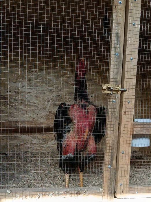 Продается бойцовый