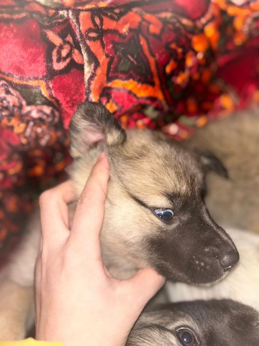 Щенат в добрые руки срочно