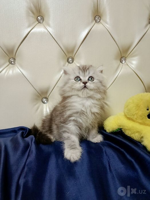 Британская шиншилла серебро! Мальчик!