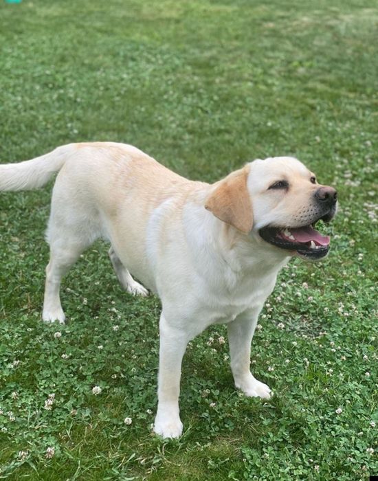 Продам Лабрадора летривер.