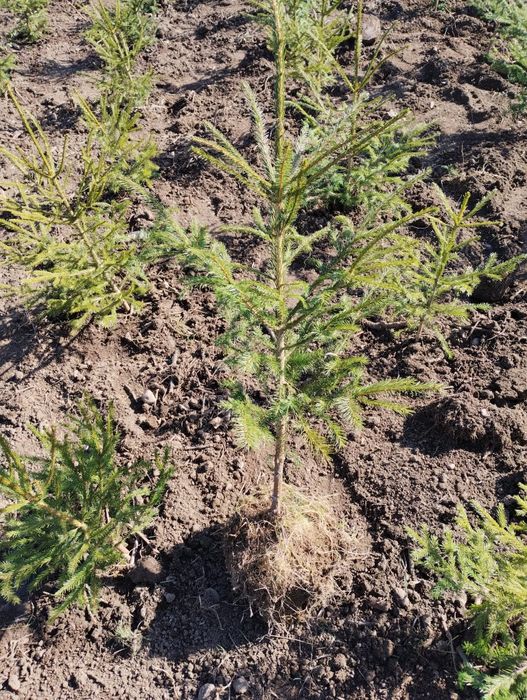 Puieți salcâm molid mesteacăn plop brad