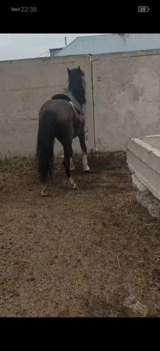 продам айгыр 6 летка мінгі уыйрде болған