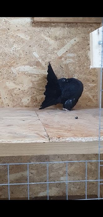 Voltati linie noua