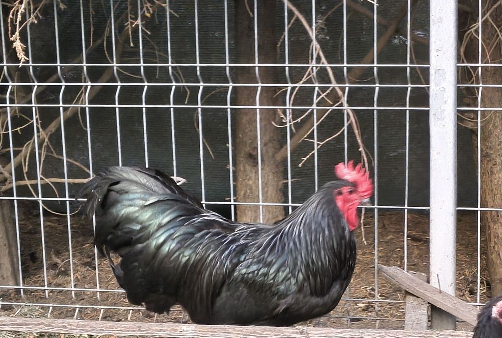 Cocoș Australorp Negru