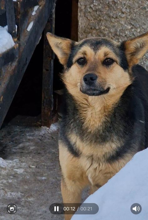 Отдам щенков не породистые