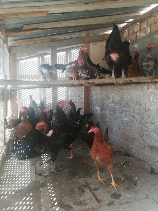 Продаётся домашний петухи