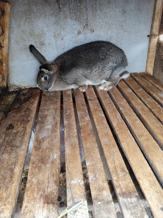 Vind iepuri frumoși