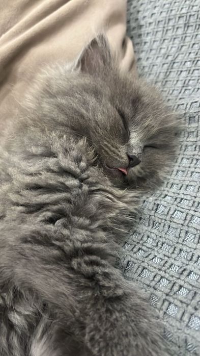 Отдается в добрые руки