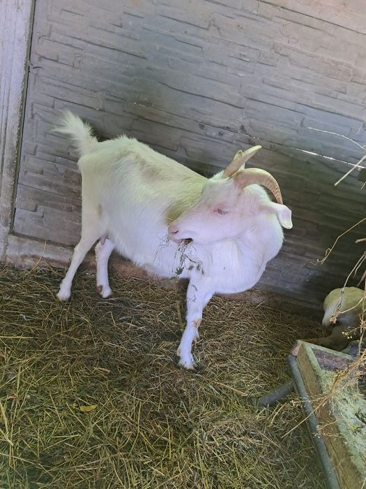 Vand capra metis de sanen