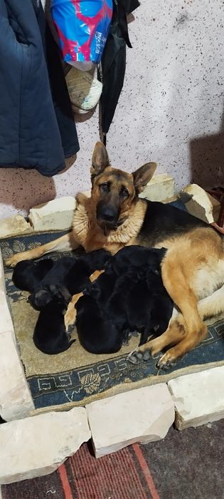 Щенки немецкой овчарки