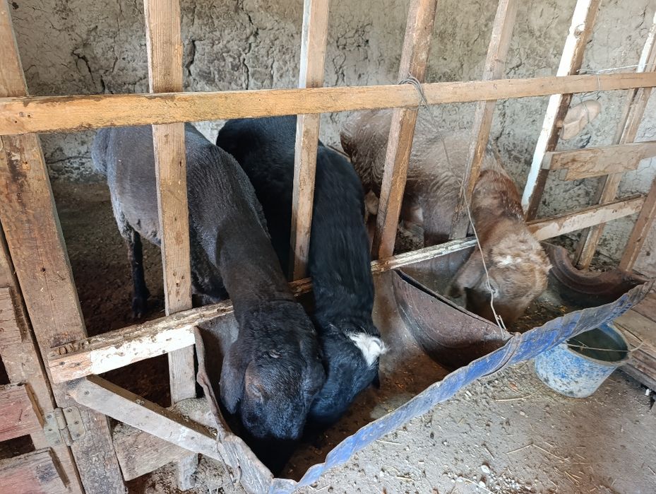 Boqma qo'zi Qo'chqorlar sotiladi