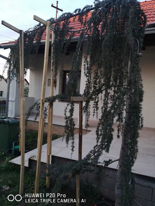 Plante ornamental cedrii si maslini toate la un pret accesibil de toamna iarna primavara
