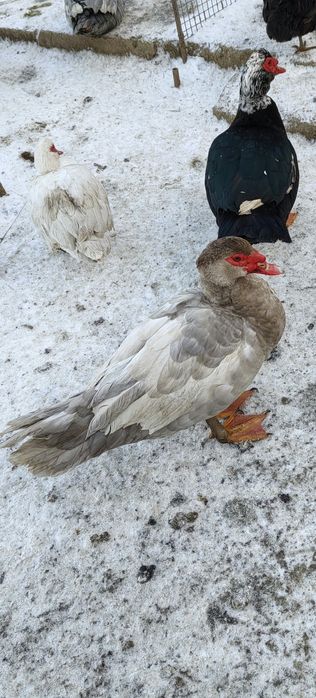 Oua incubator Rate mute  lesesti