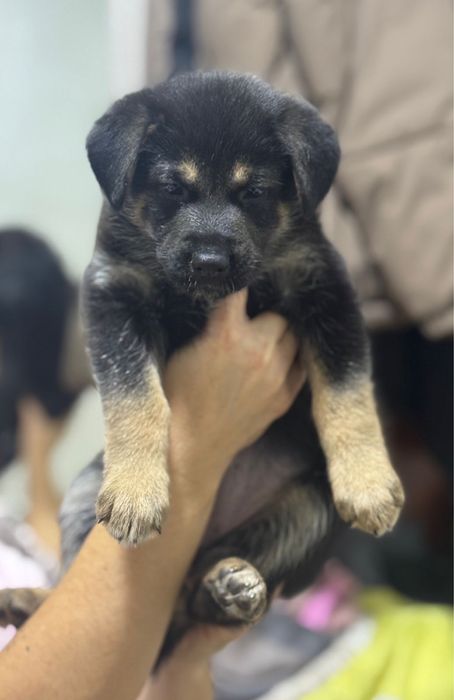 Щенки немецкой овчарки